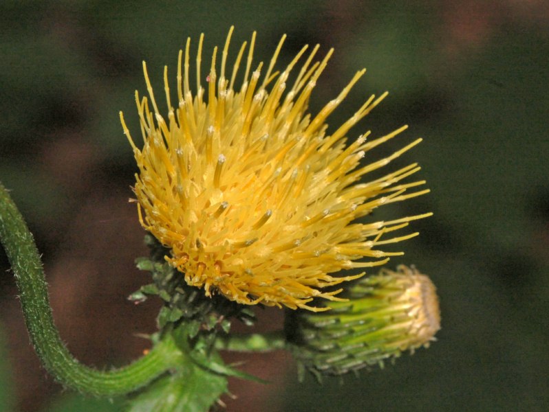 Una modesta asteracea dallo strano fiore- Cirsium eristhales